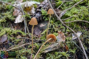 conocybe rickeniana (1).jpg_product